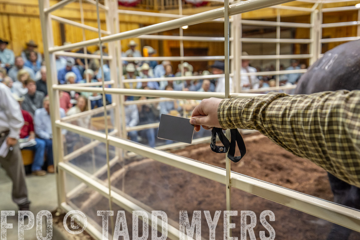 TMyers_FallBullSale_CameronTX_Oct_2024-523889