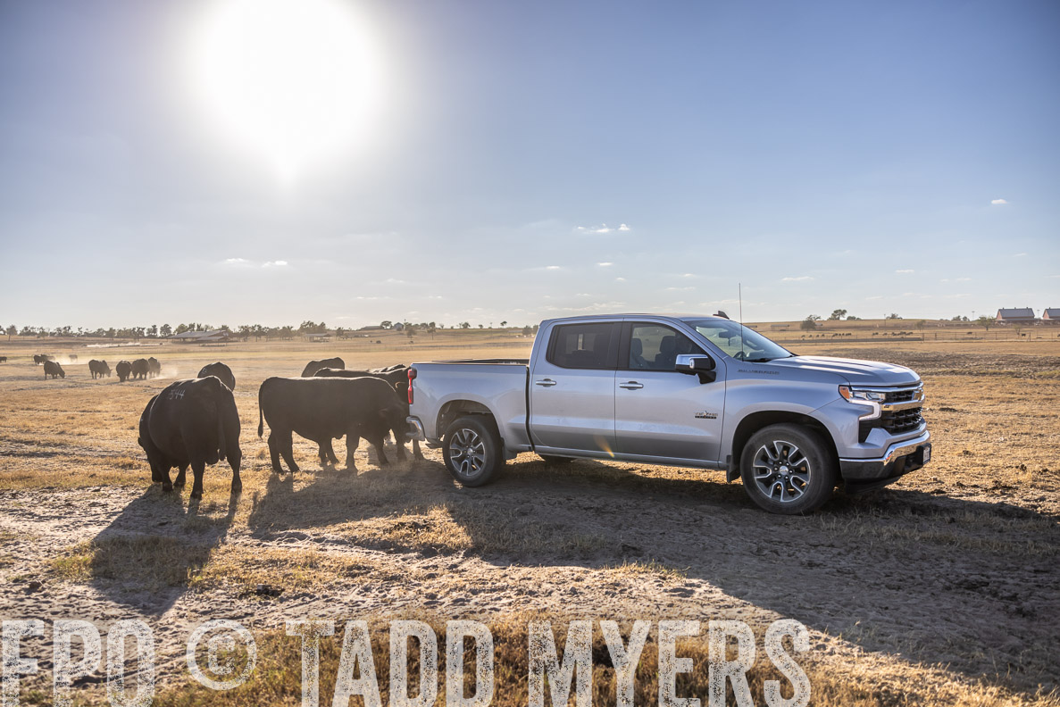 TMyers_FallBullSale_CameronTX_Oct_2024-510473