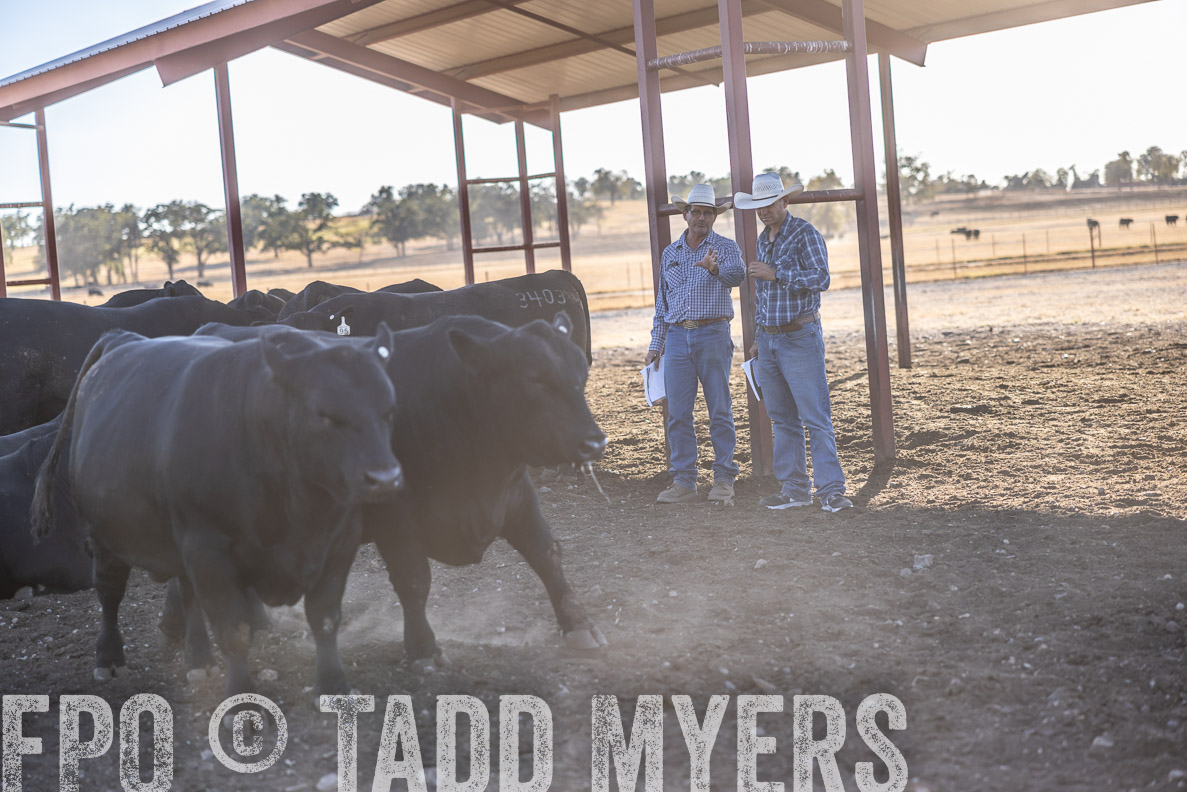 TMyers_FallBullSale_CameronTX_Oct_2024-510531