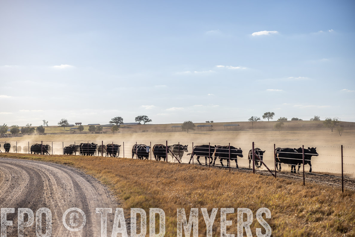 TMyers_FallBullSale_CameronTX_Oct_2024-510572