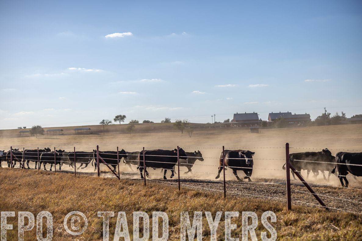TMyers_FallBullSale_CameronTX_Oct_2024-510580