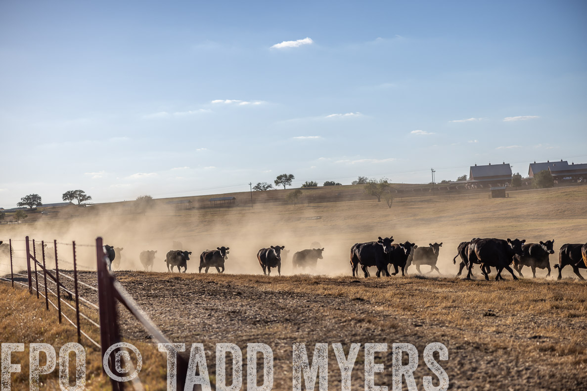 TMyers_FallBullSale_CameronTX_Oct_2024-510597