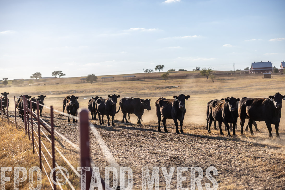 TMyers_FallBullSale_CameronTX_Oct_2024-510648