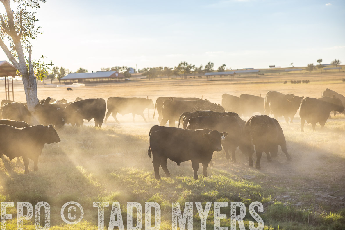 TMyers_FallBullSale_CameronTX_Oct_2024-510748