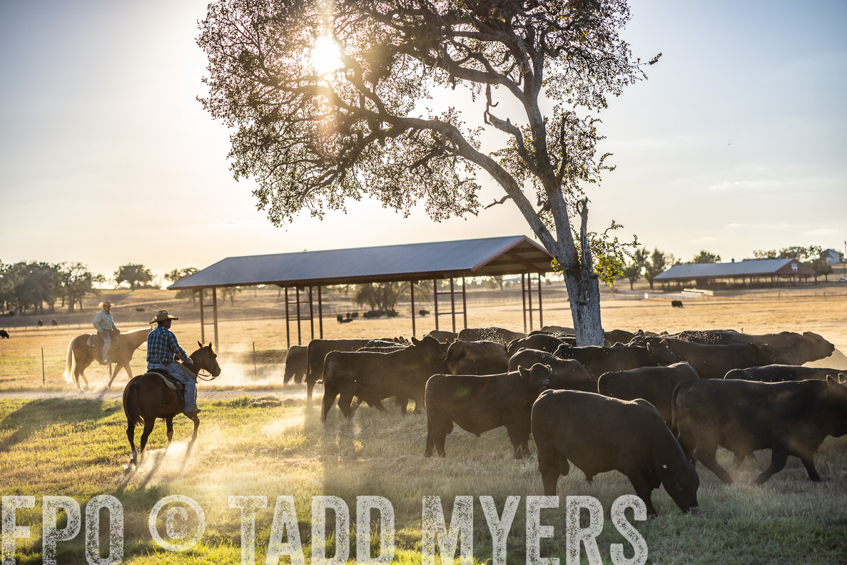 TMyers_FallBullSale_CameronTX_Oct_2024-510782