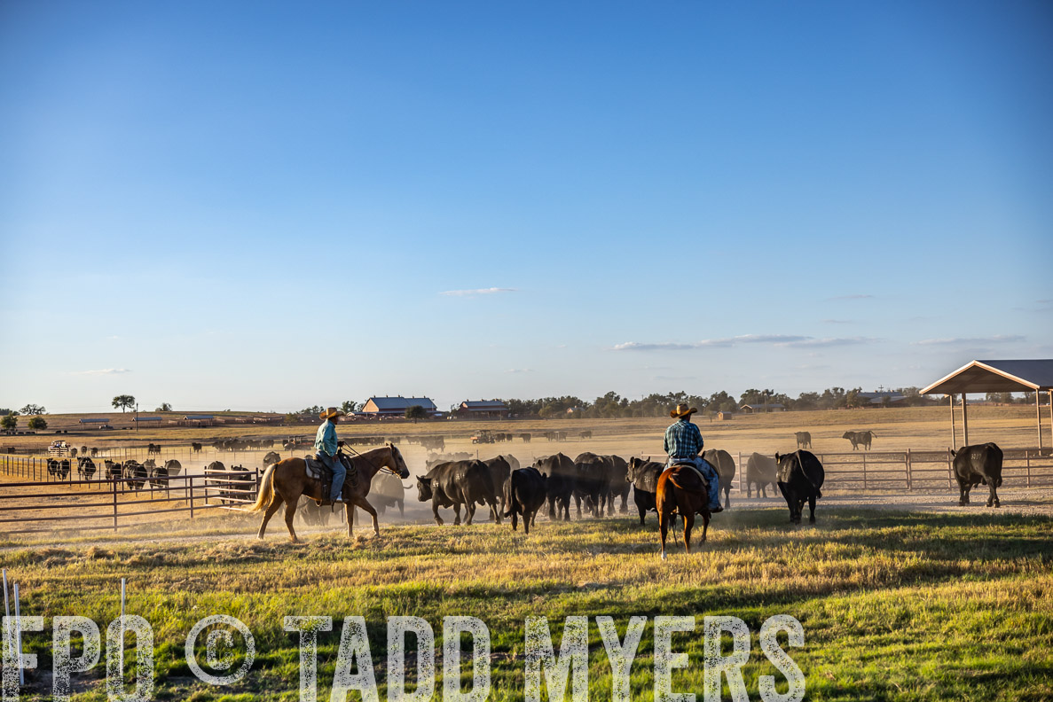 TMyers_FallBullSale_CameronTX_Oct_2024-510847