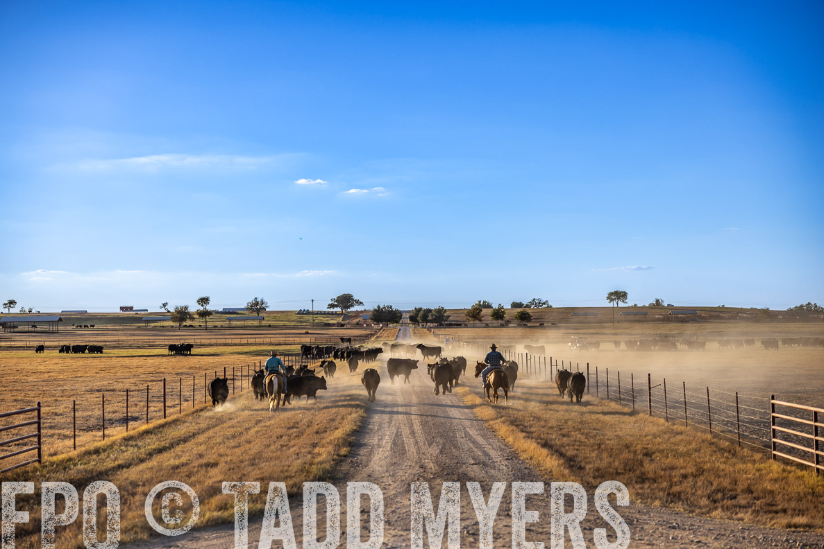 TMyers_FallBullSale_CameronTX_Oct_2024-510894