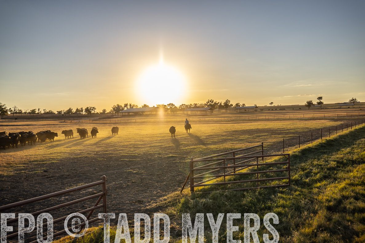 TMyers_FallBullSale_CameronTX_Oct_2024-510900