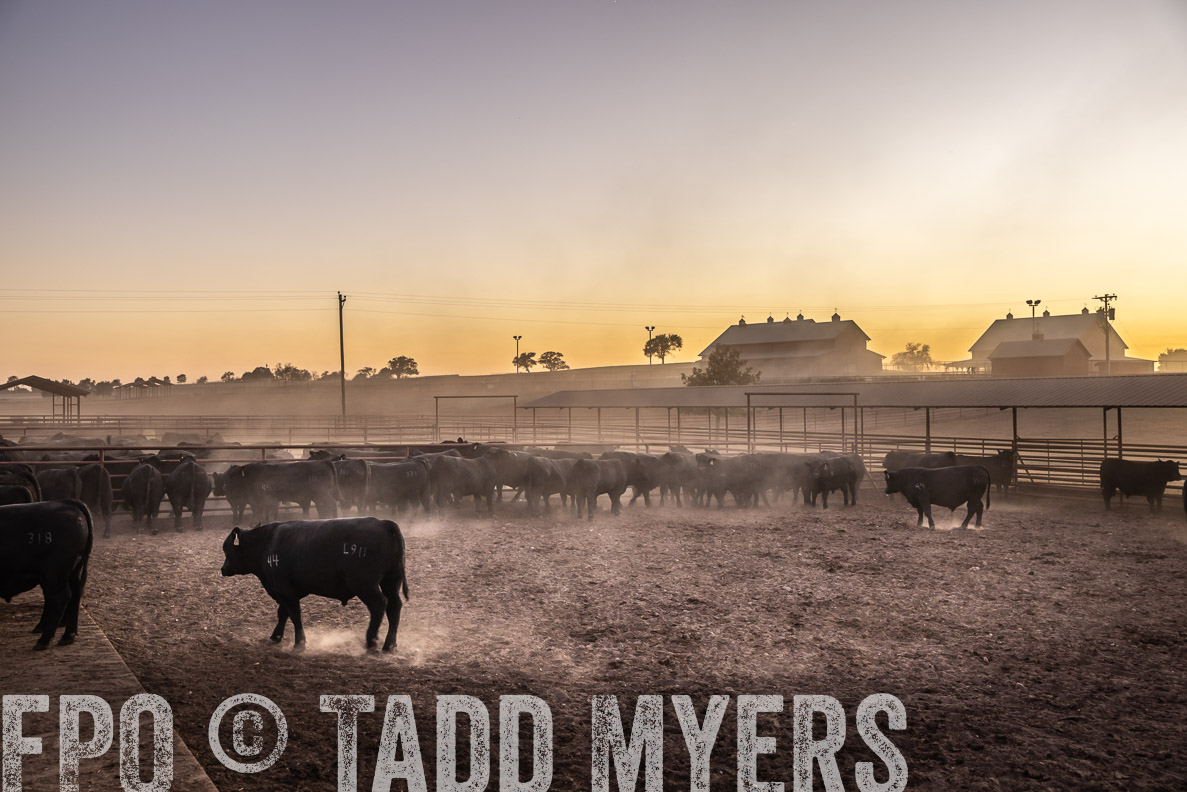 TMyers_FallBullSale_CameronTX_Oct_2024-511343