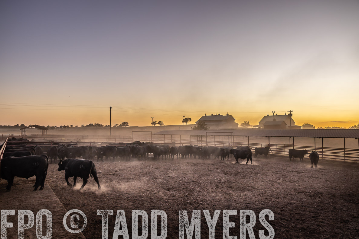 TMyers_FallBullSale_CameronTX_Oct_2024-511347