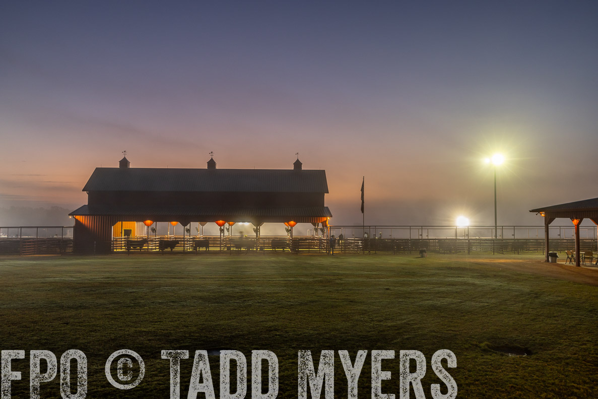 TMyers_FallBullSale_CameronTX_Oct_2024-511452