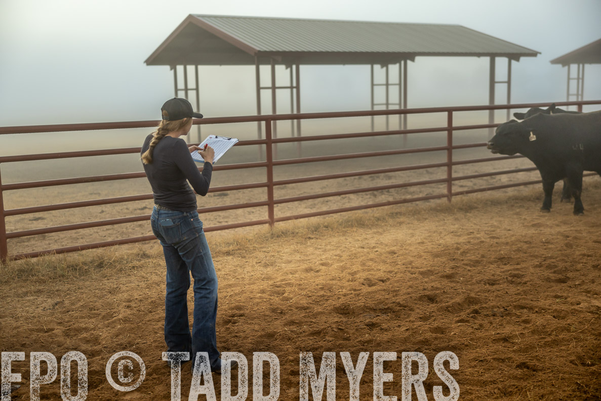 TMyers_FallBullSale_CameronTX_Oct_2024-511552