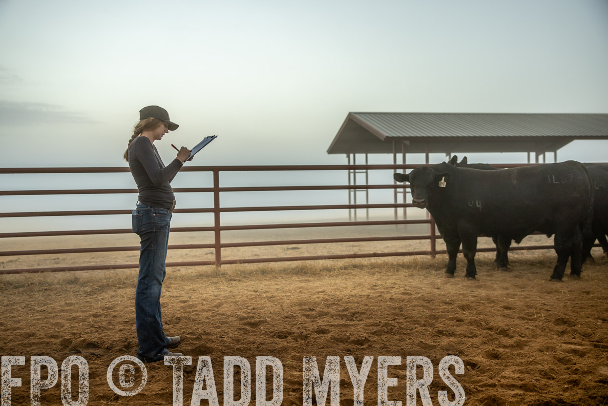 TMyers_FallBullSale_CameronTX_Oct_2024-511556