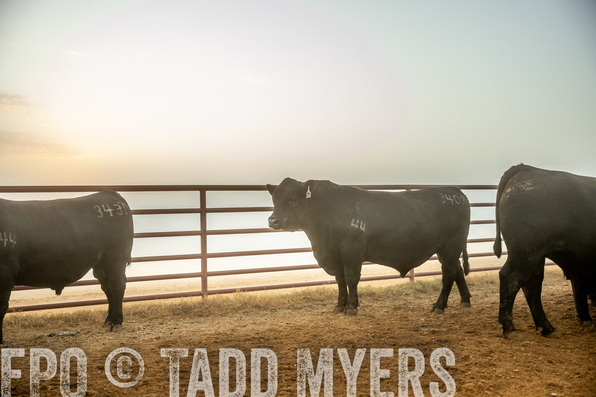 TMyers_FallBullSale_CameronTX_Oct_2024-511584