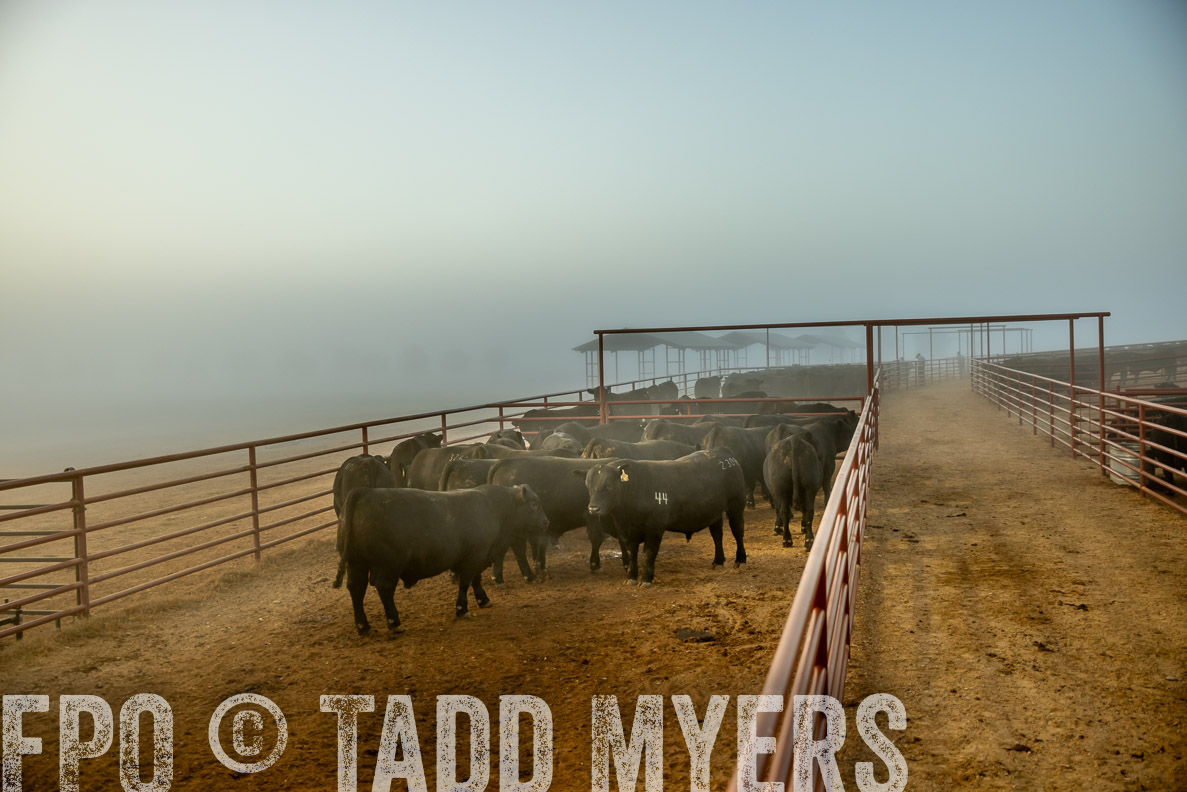 TMyers_FallBullSale_CameronTX_Oct_2024-511595