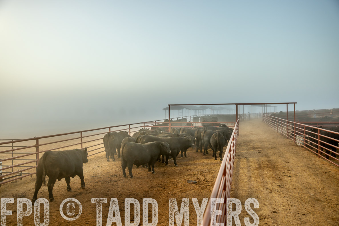 TMyers_FallBullSale_CameronTX_Oct_2024-511598