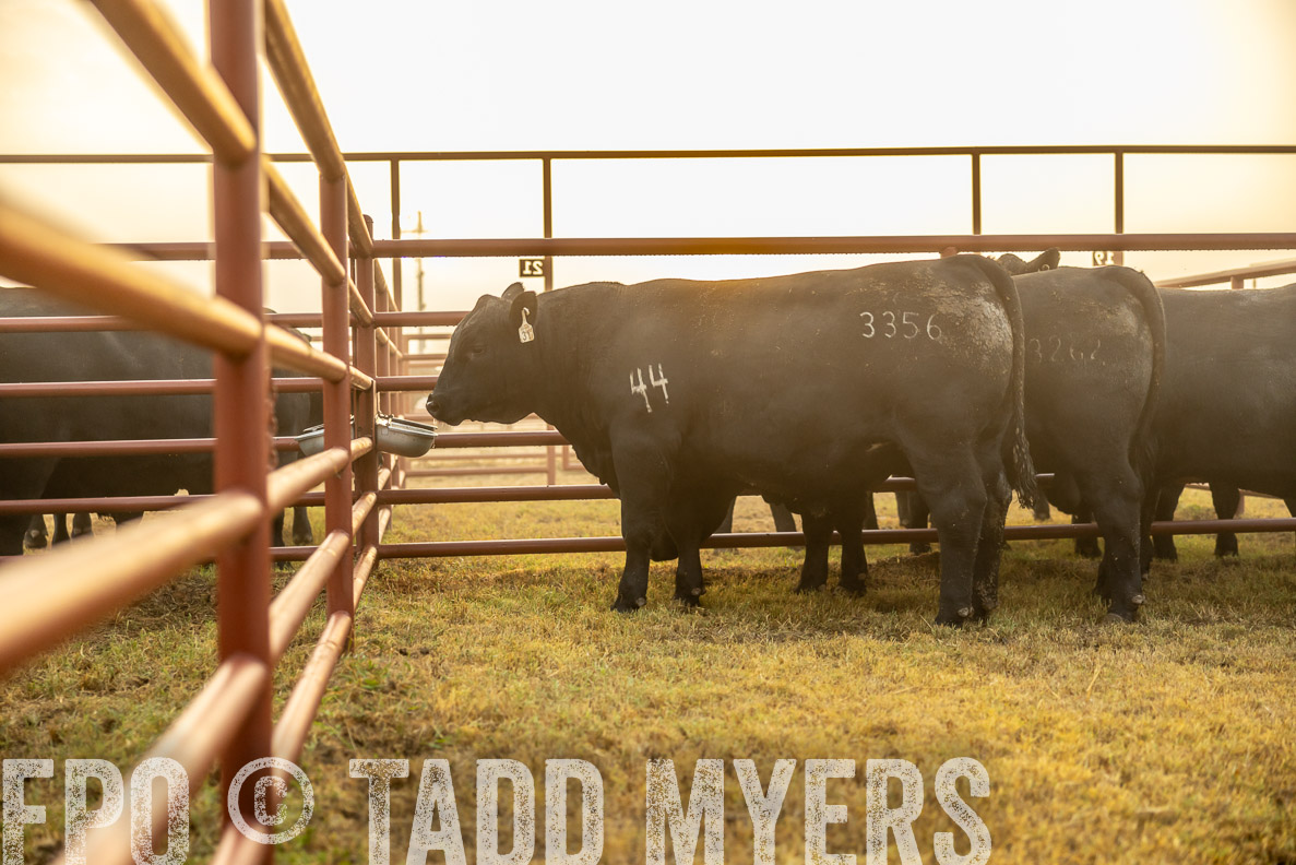 TMyers_FallBullSale_CameronTX_Oct_2024-511659