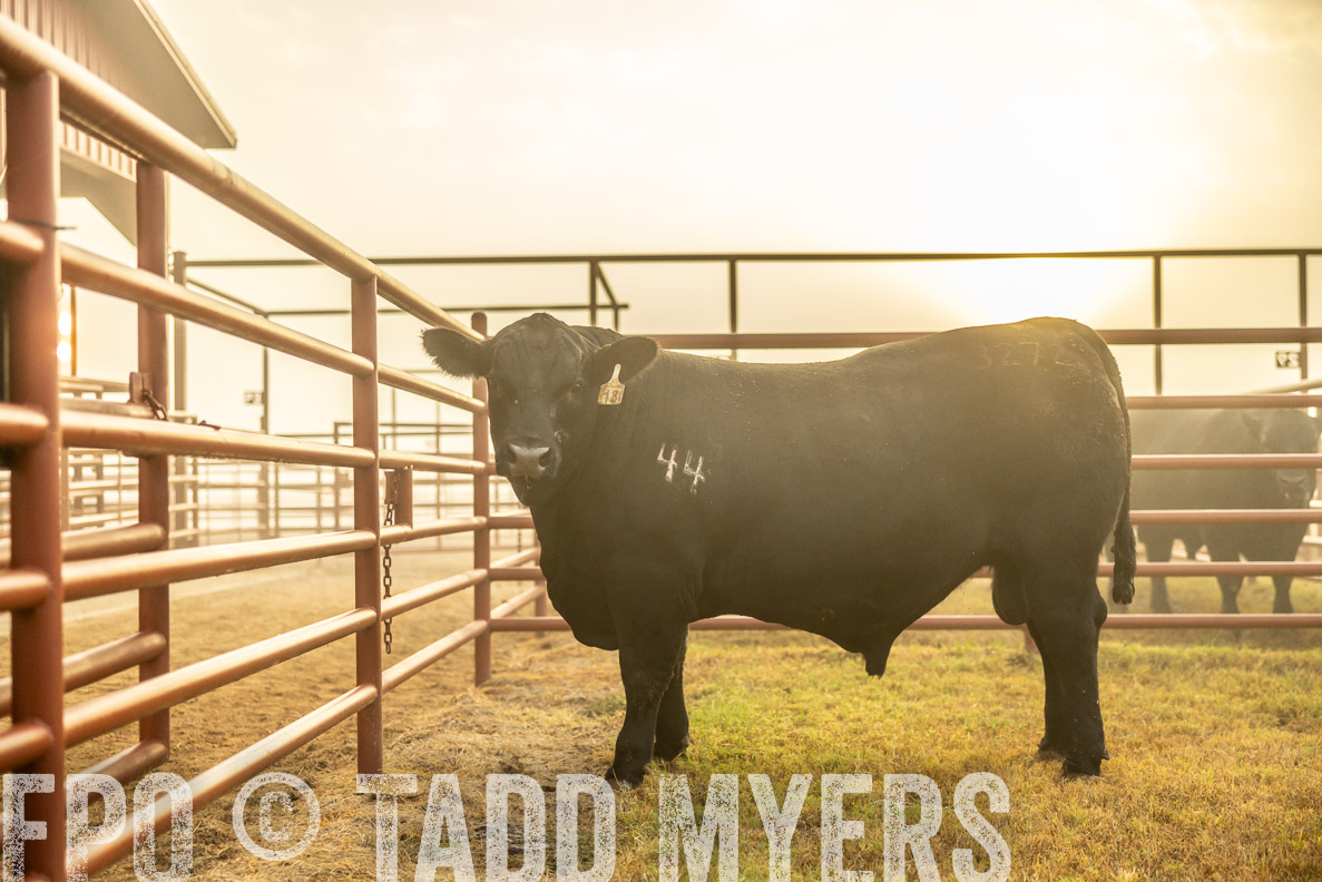 TMyers_FallBullSale_CameronTX_Oct_2024-511881