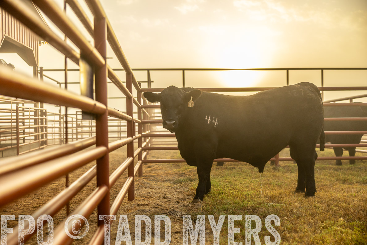 TMyers_FallBullSale_CameronTX_Oct_2024-511891