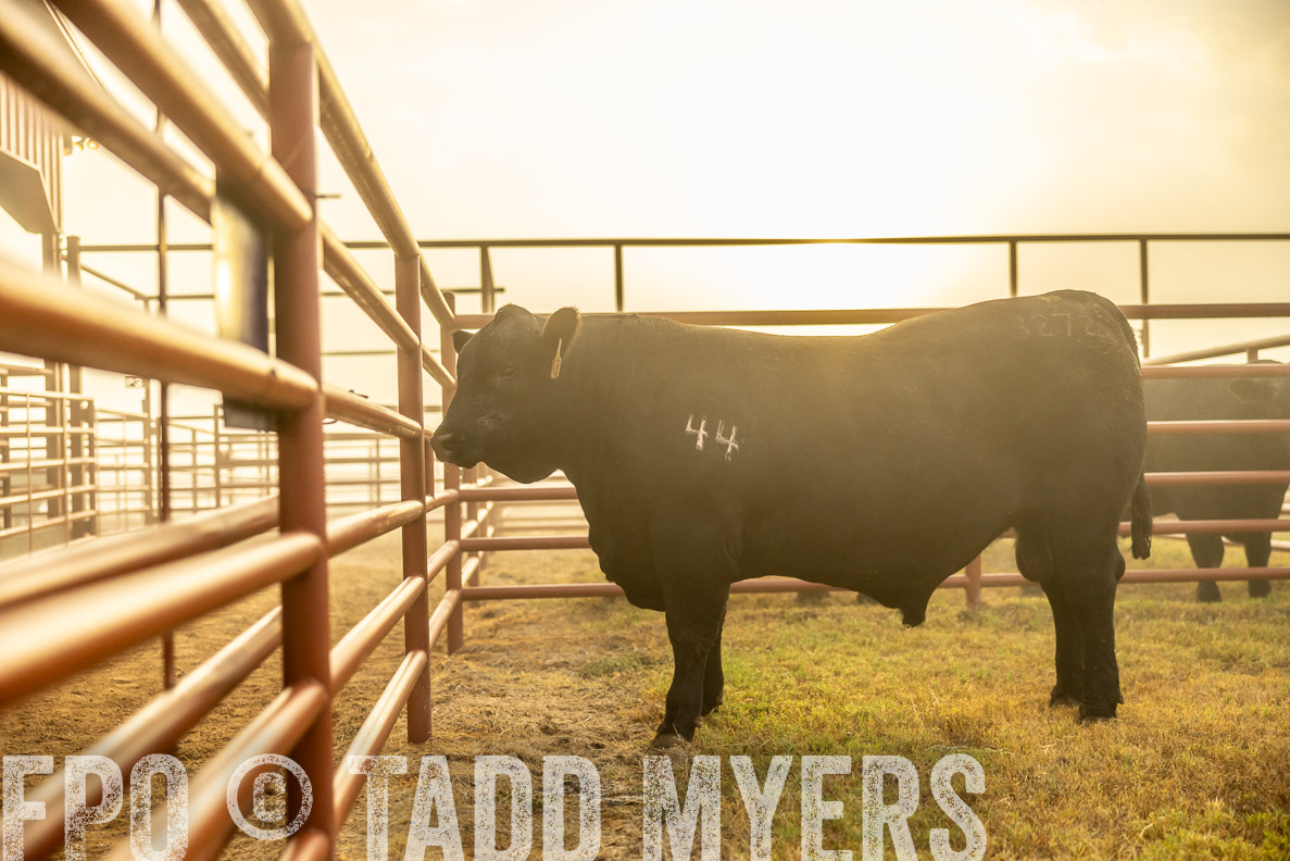 TMyers_FallBullSale_CameronTX_Oct_2024-511897
