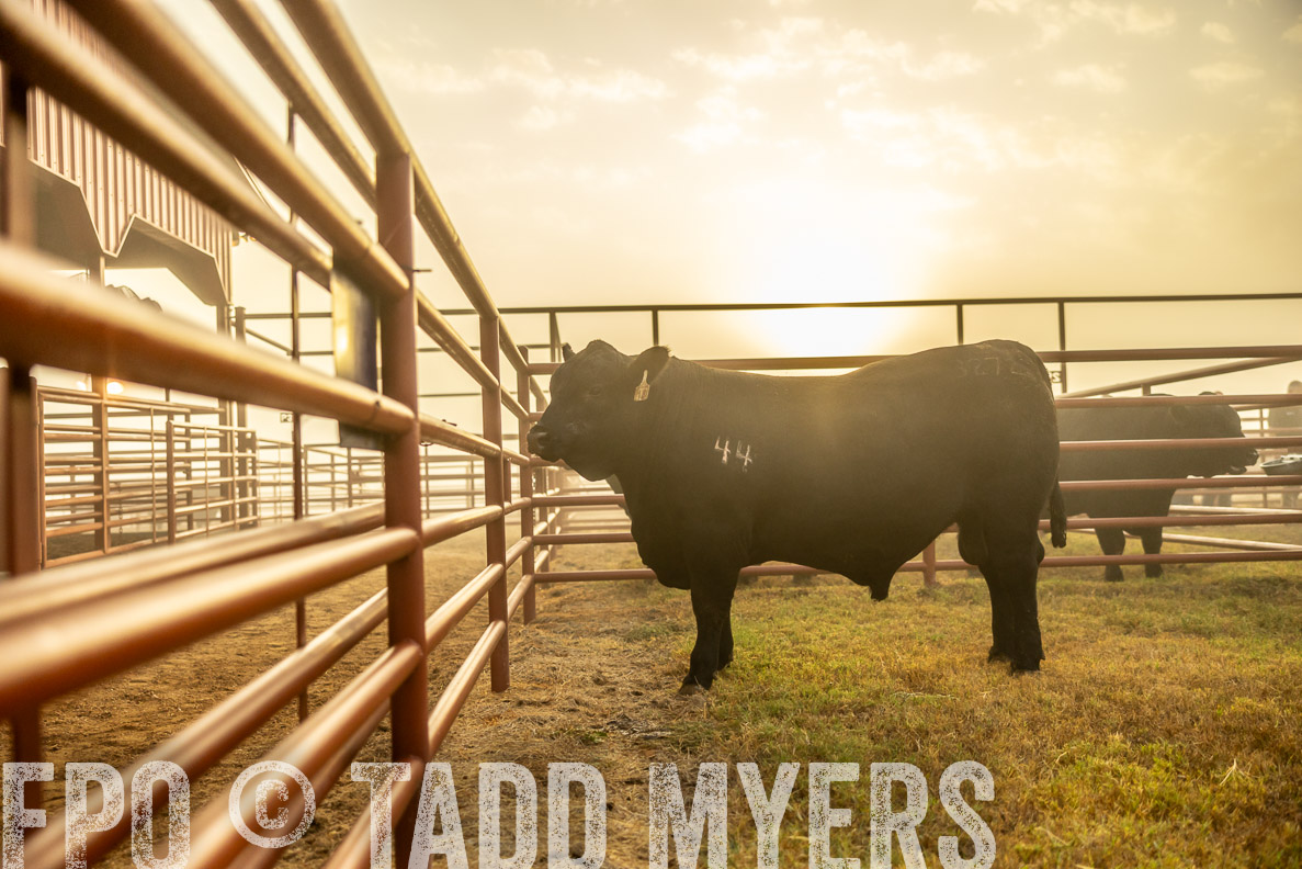 TMyers_FallBullSale_CameronTX_Oct_2024-511908