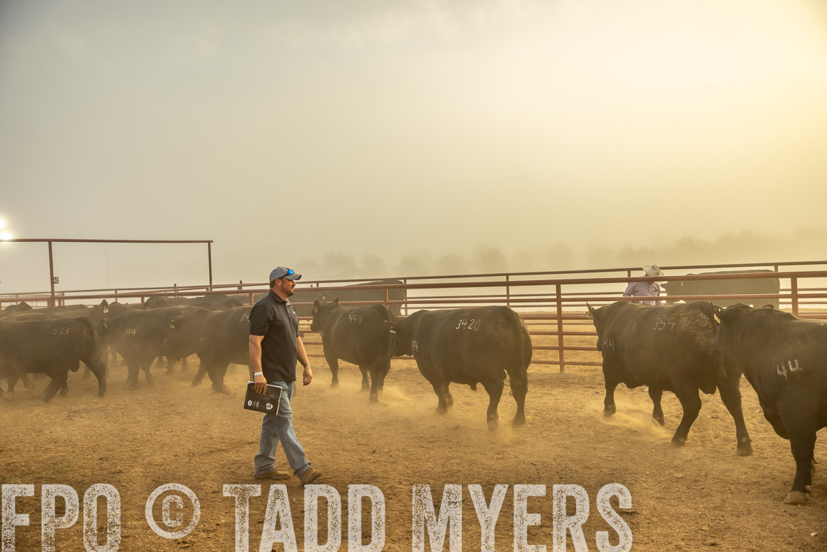TMyers_FallBullSale_CameronTX_Oct_2024-512062