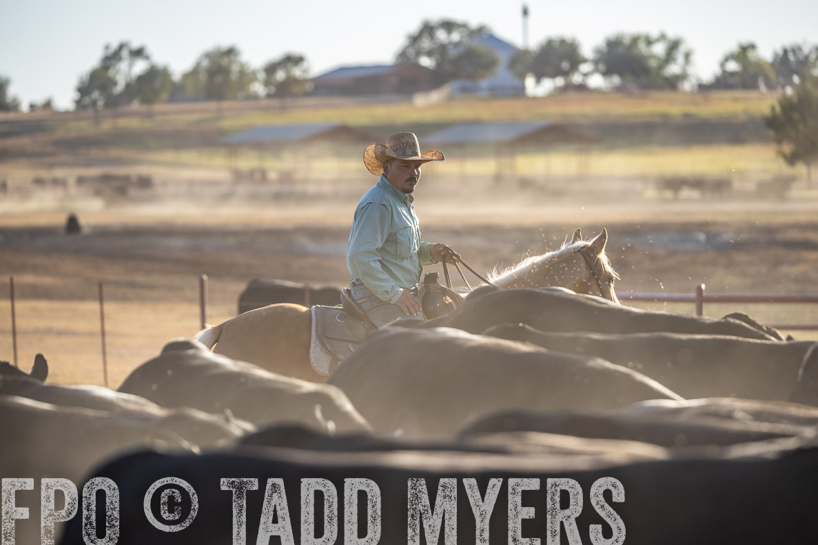 TMyers_FallBullSale_CameronTX_Oct_2024-522069