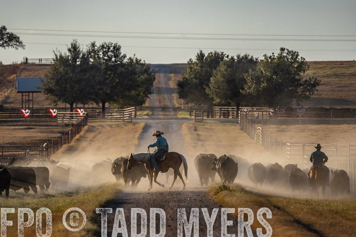TMyers_FallBullSale_CameronTX_Oct_2024-522359