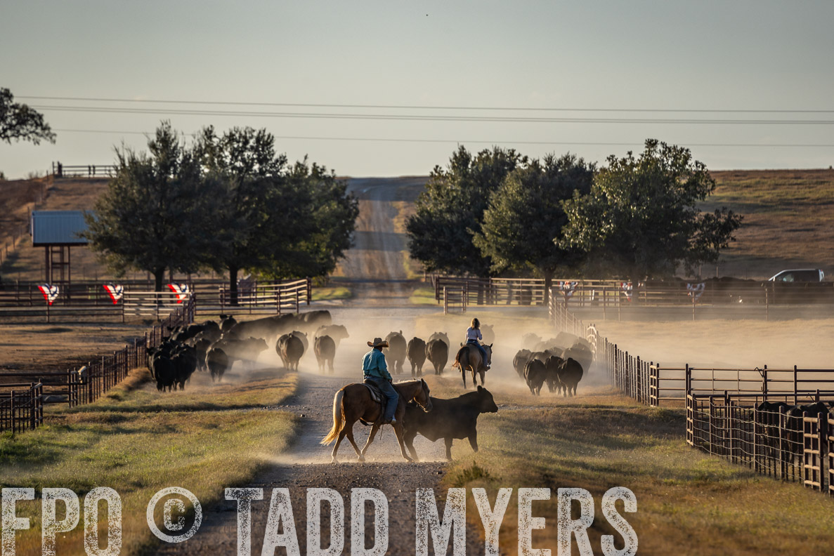 TMyers_FallBullSale_CameronTX_Oct_2024-522523