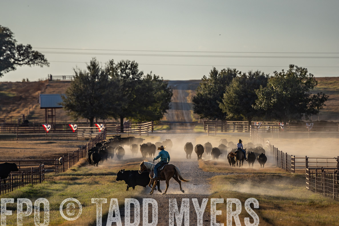 TMyers_FallBullSale_CameronTX_Oct_2024-522535
