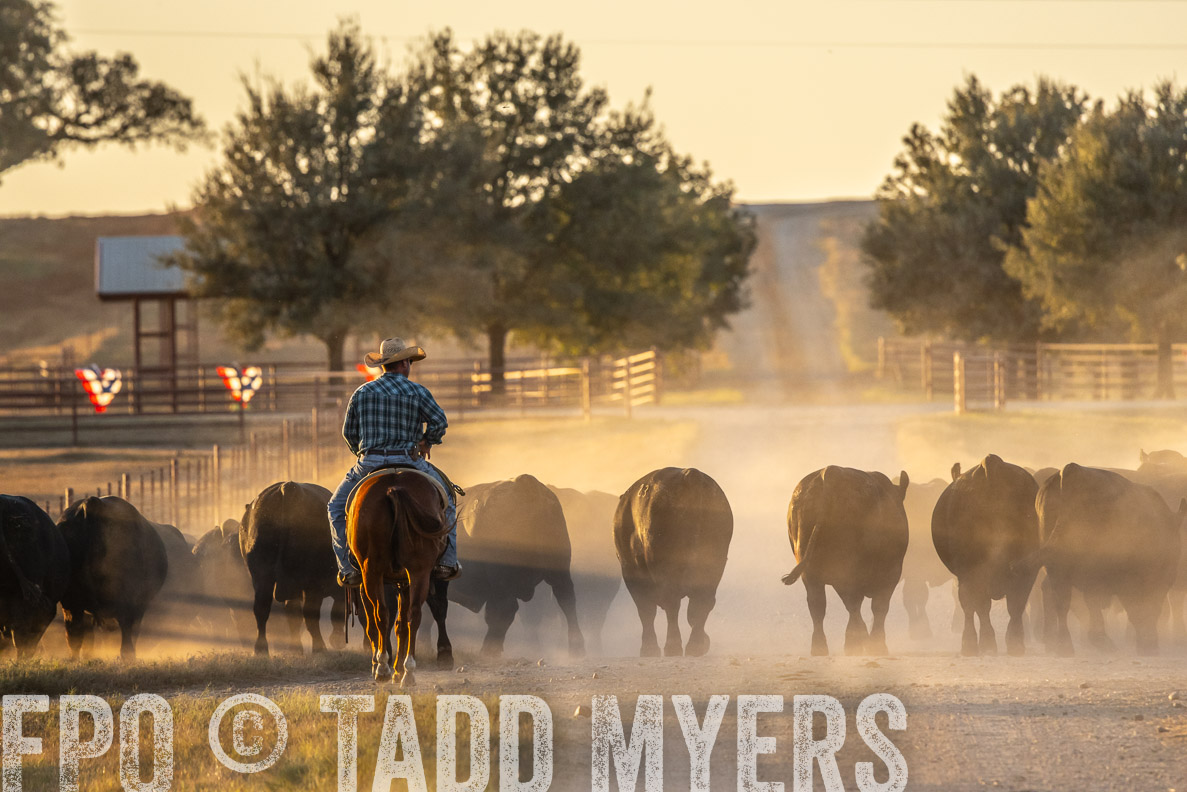 TMyers_FallBullSale_CameronTX_Oct_2024-523001