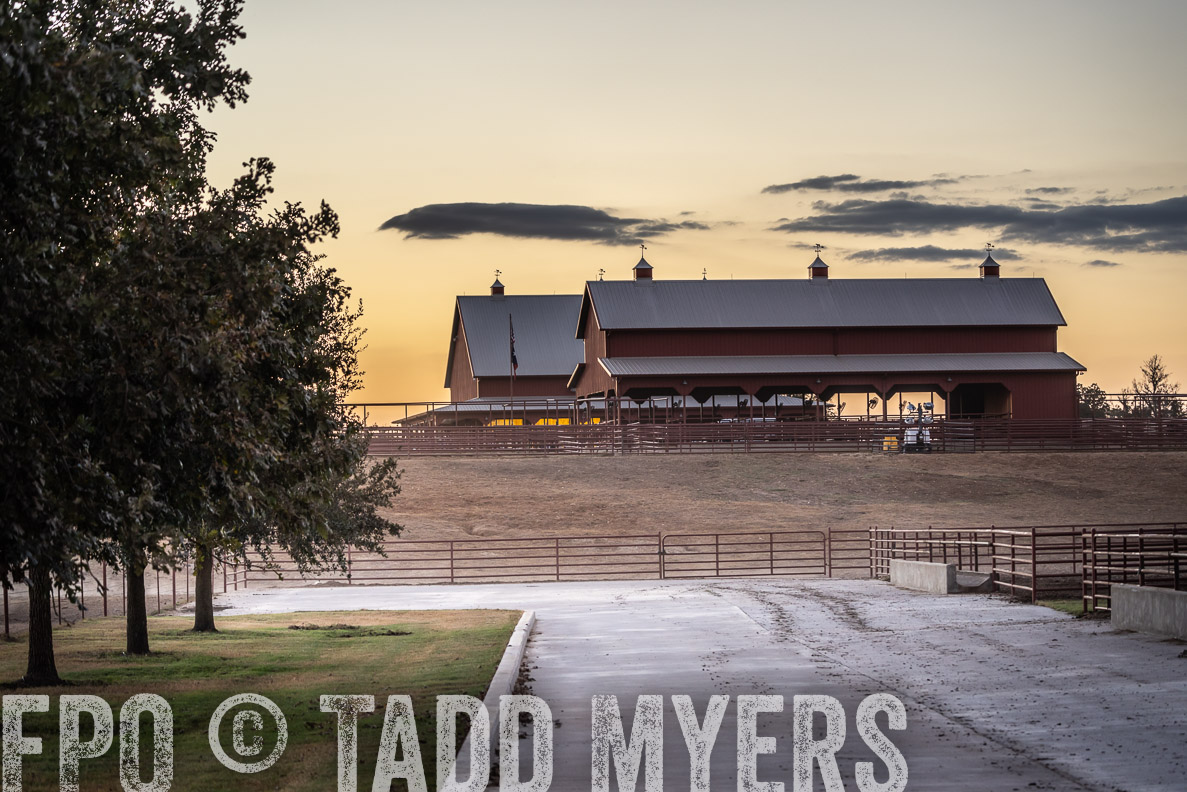 TMyers_FallBullSale_CameronTX_Oct_2024-523259