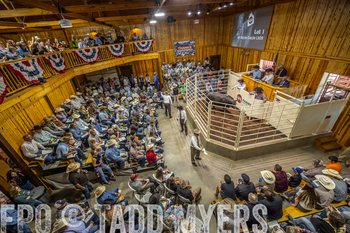 TMyers_FallBullSale_CameronTX_Oct_2024-523751