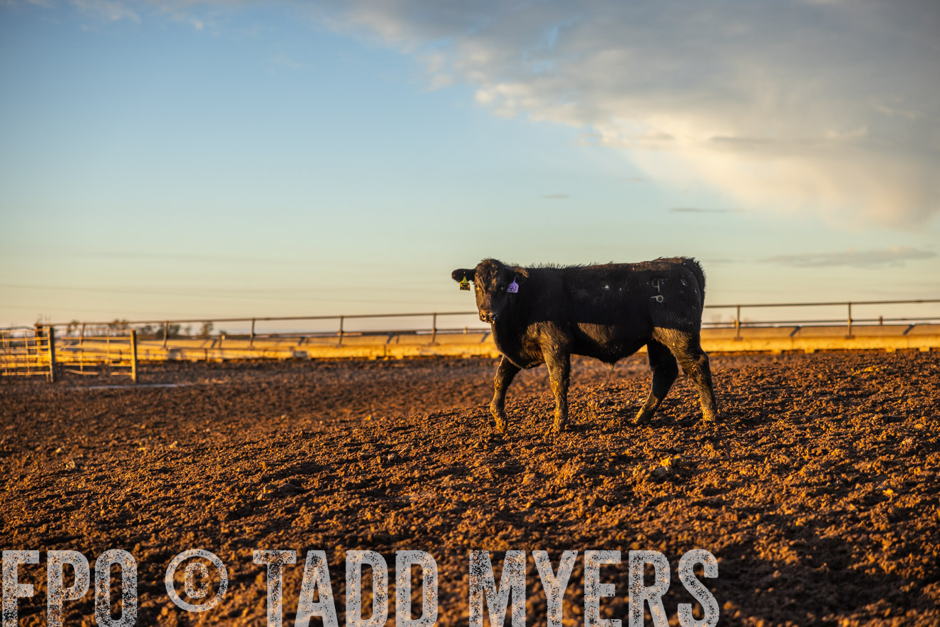 TMyers_PP_LazyJRanch_BurkeSD_Nov2024-513399