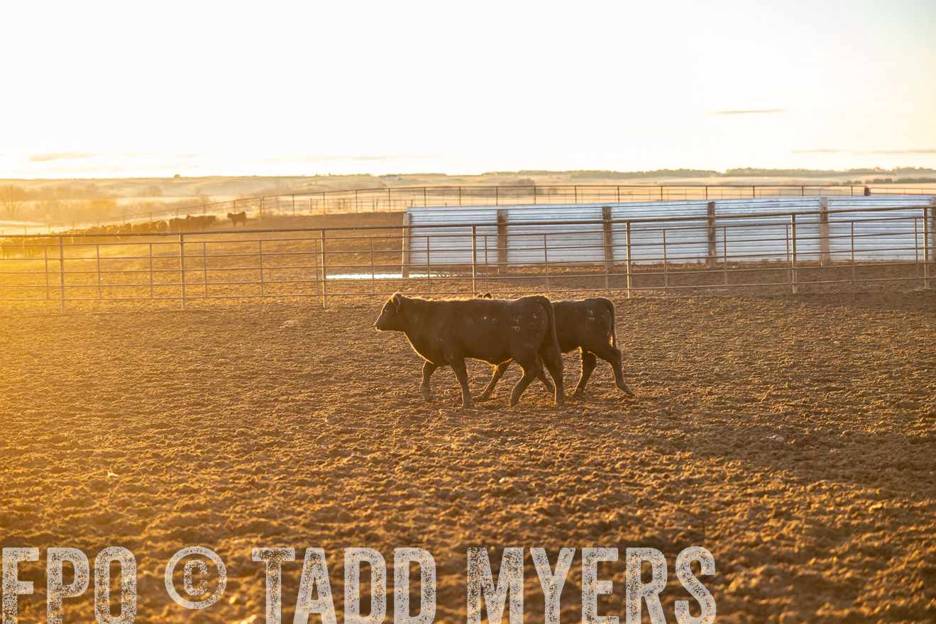 TMyers_PP_LazyJRanch_BurkeSD_Nov2024-513413