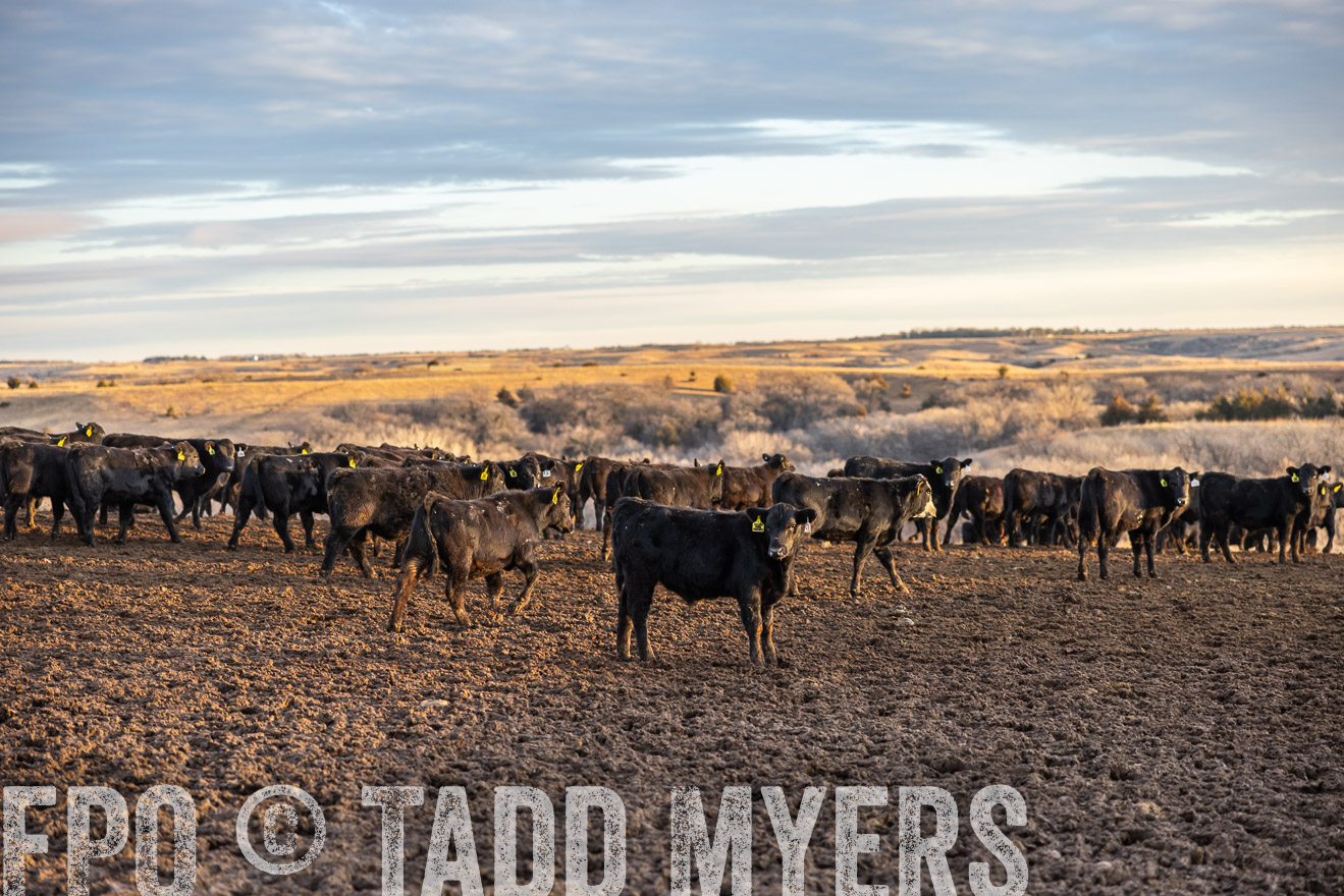 TMyers_PP_LazyJRanch_BurkeSD_Nov2024-513433