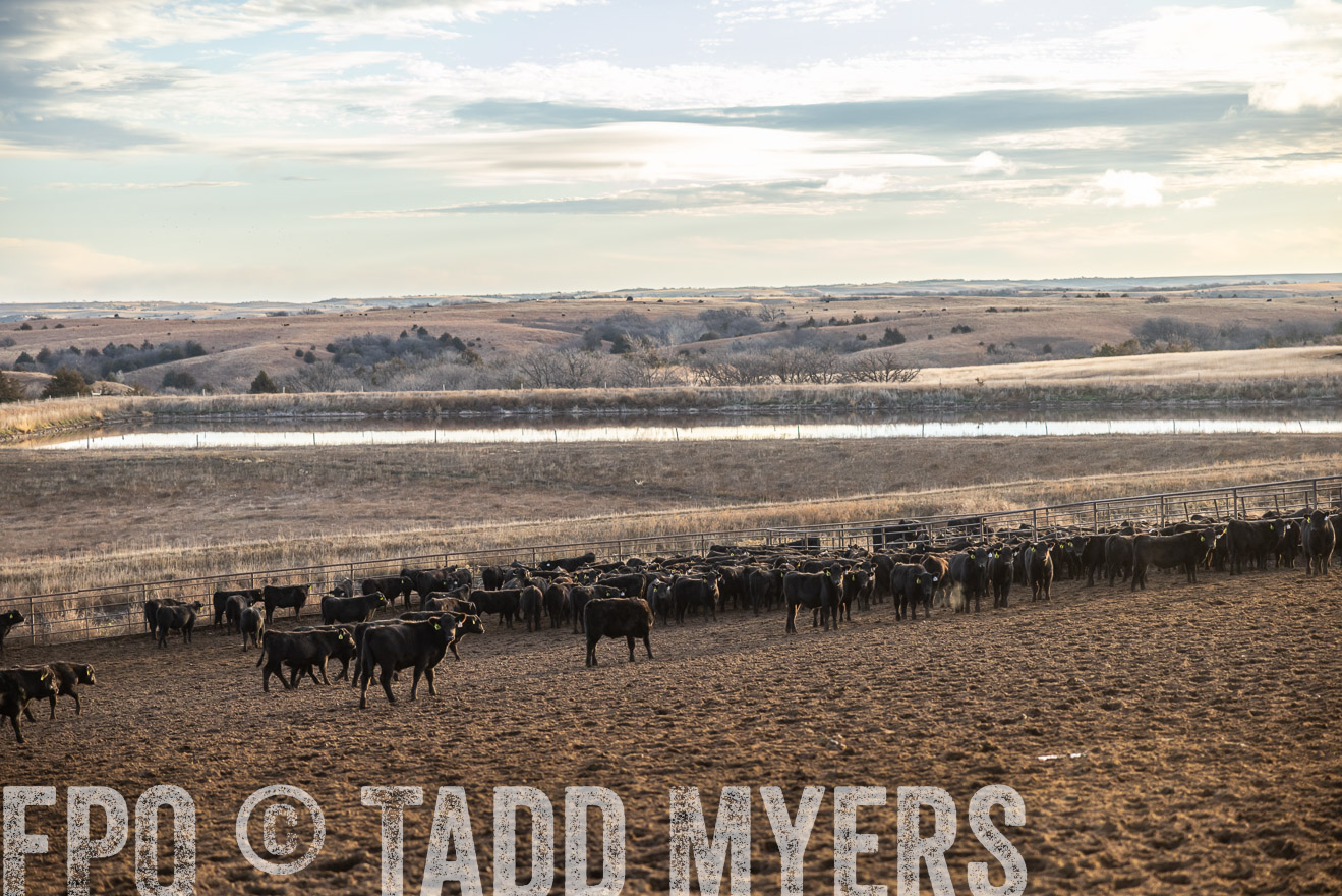 TMyers_PP_LazyJRanch_BurkeSD_Nov2024-513466