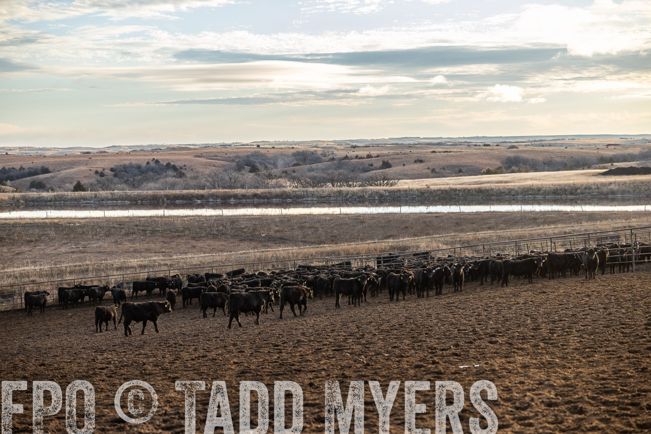 TMyers_PP_LazyJRanch_BurkeSD_Nov2024-513471