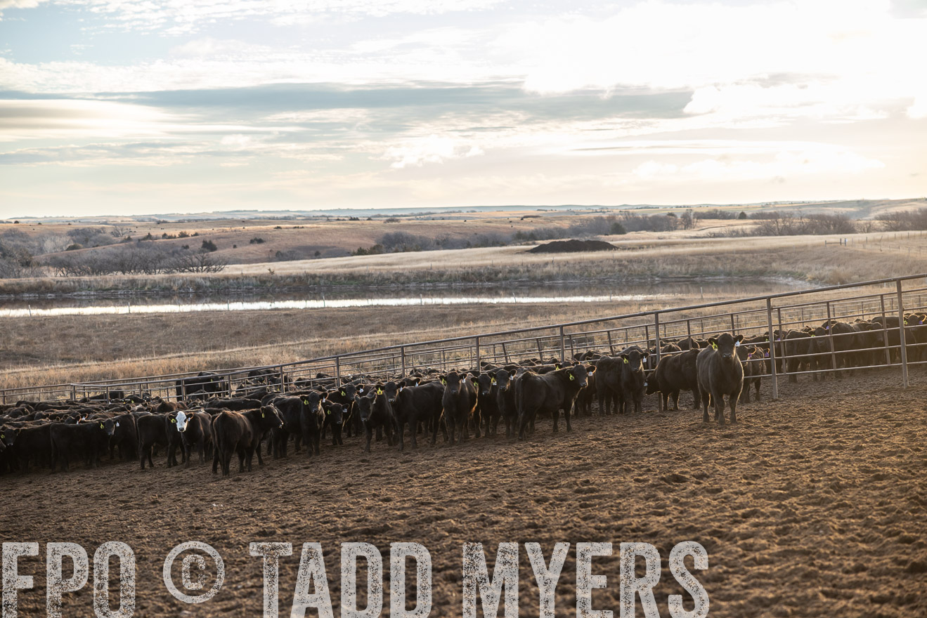 TMyers_PP_LazyJRanch_BurkeSD_Nov2024-513480
