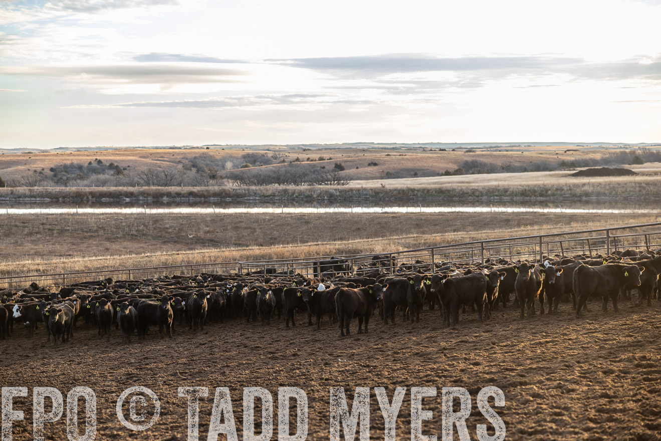 TMyers_PP_LazyJRanch_BurkeSD_Nov2024-513486