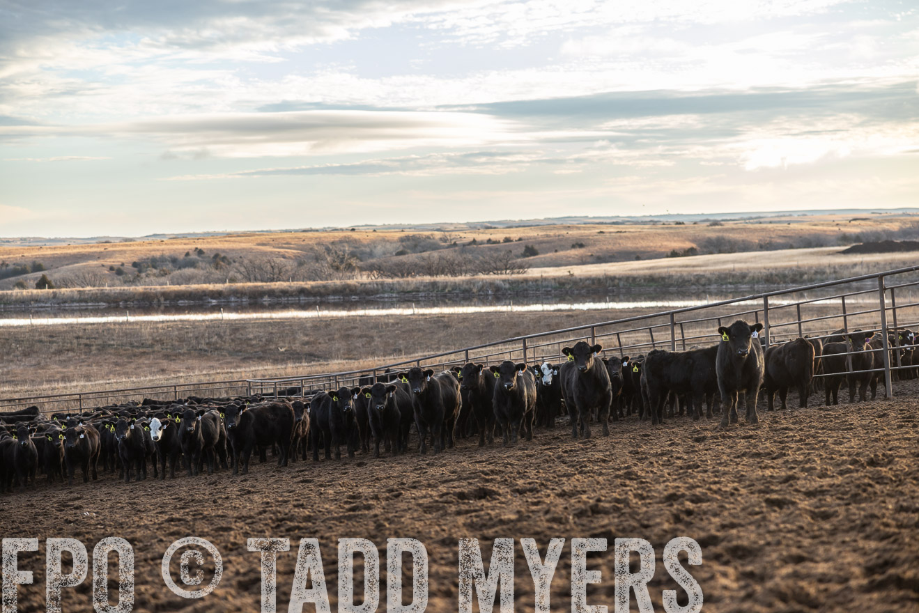TMyers_PP_LazyJRanch_BurkeSD_Nov2024-513493