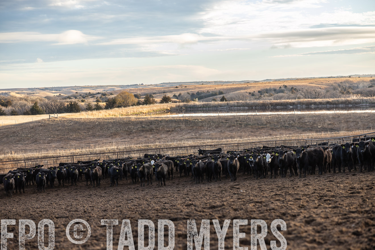 TMyers_PP_LazyJRanch_BurkeSD_Nov2024-513496
