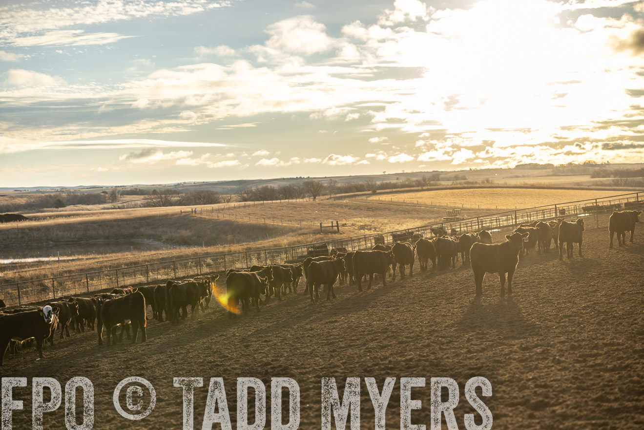 TMyers_PP_LazyJRanch_BurkeSD_Nov2024-513516