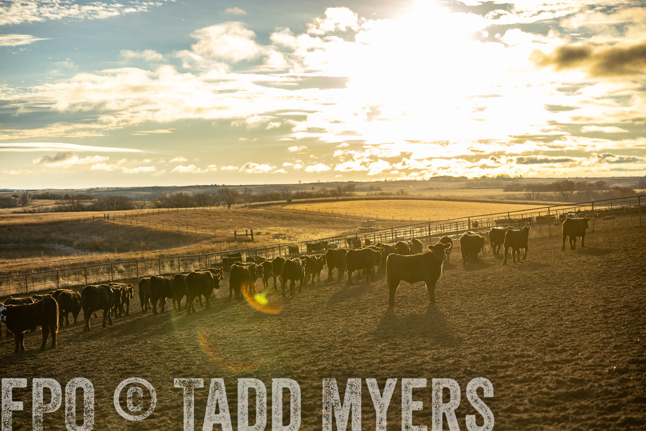 TMyers_PP_LazyJRanch_BurkeSD_Nov2024-513519