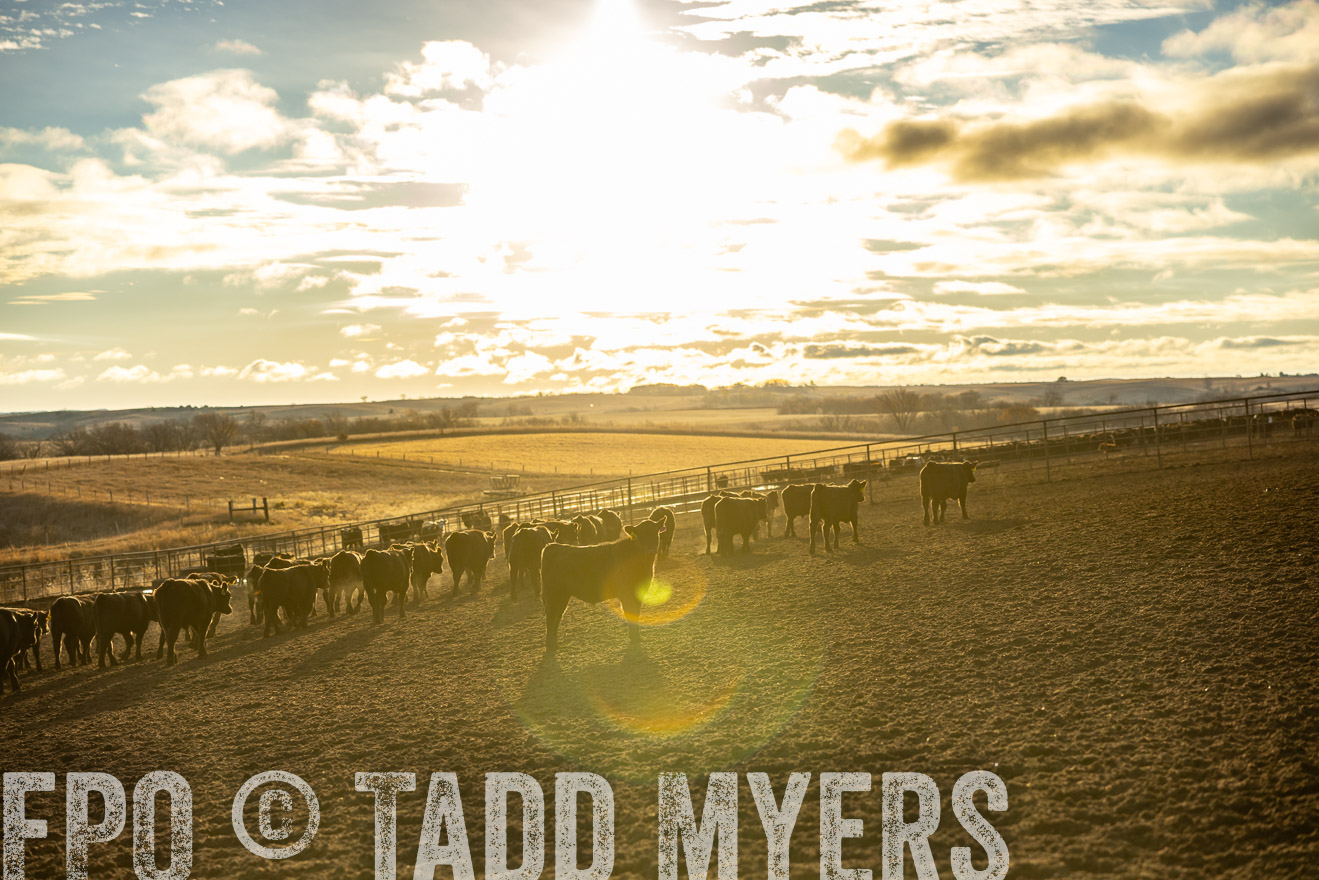 TMyers_PP_LazyJRanch_BurkeSD_Nov2024-513521