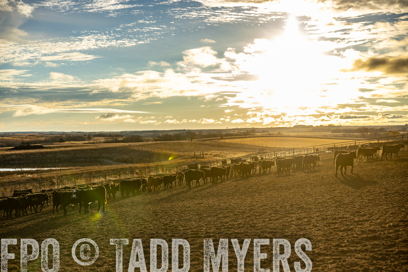 TMyers_PP_LazyJRanch_BurkeSD_Nov2024-513525