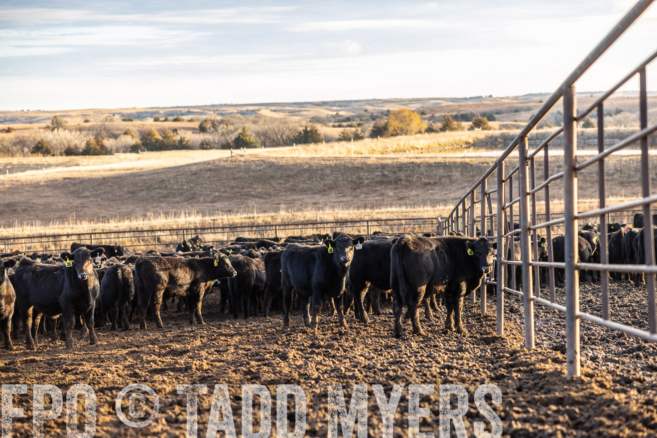 TMyers_PP_LazyJRanch_BurkeSD_Nov2024-513538