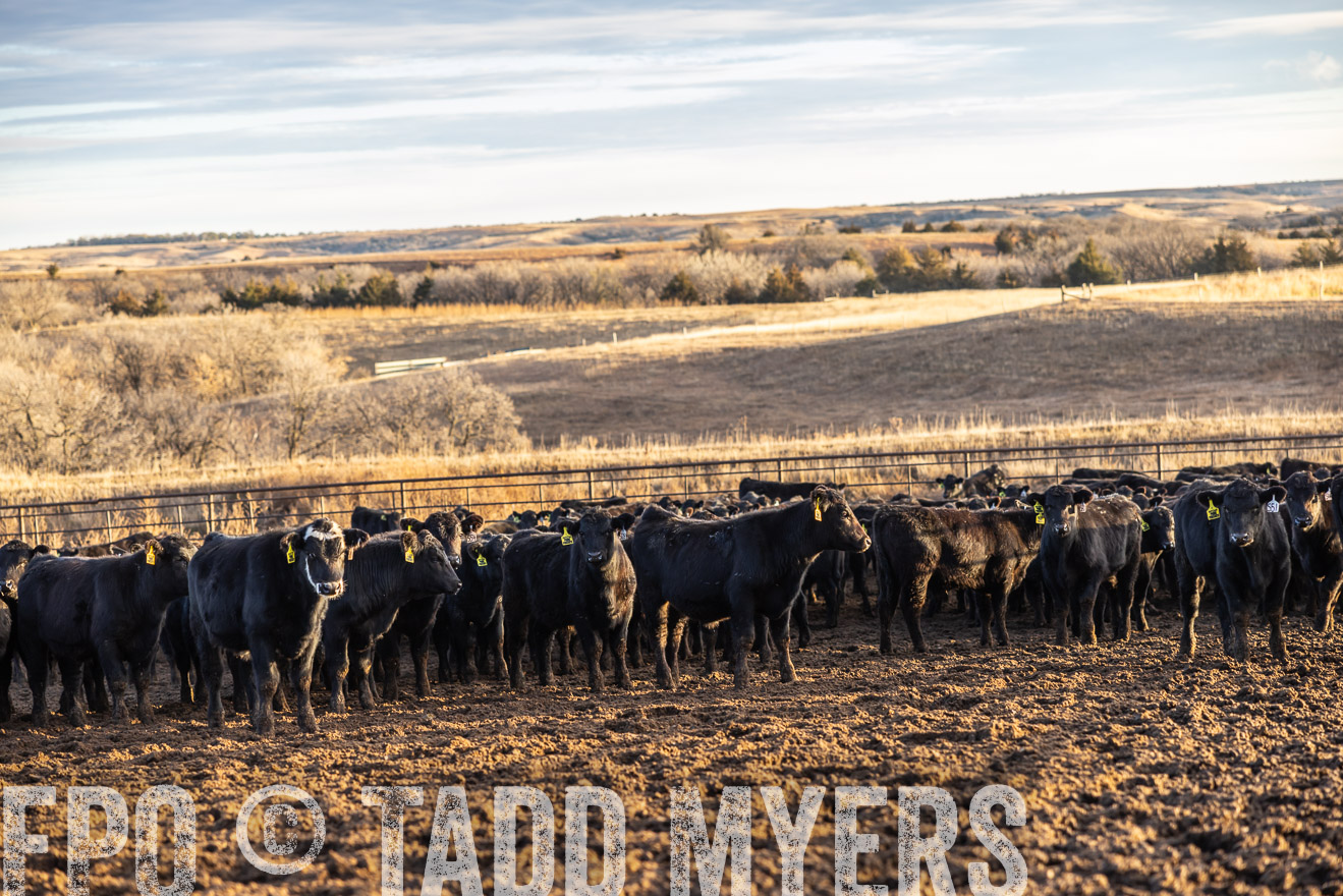 TMyers_PP_LazyJRanch_BurkeSD_Nov2024-513540