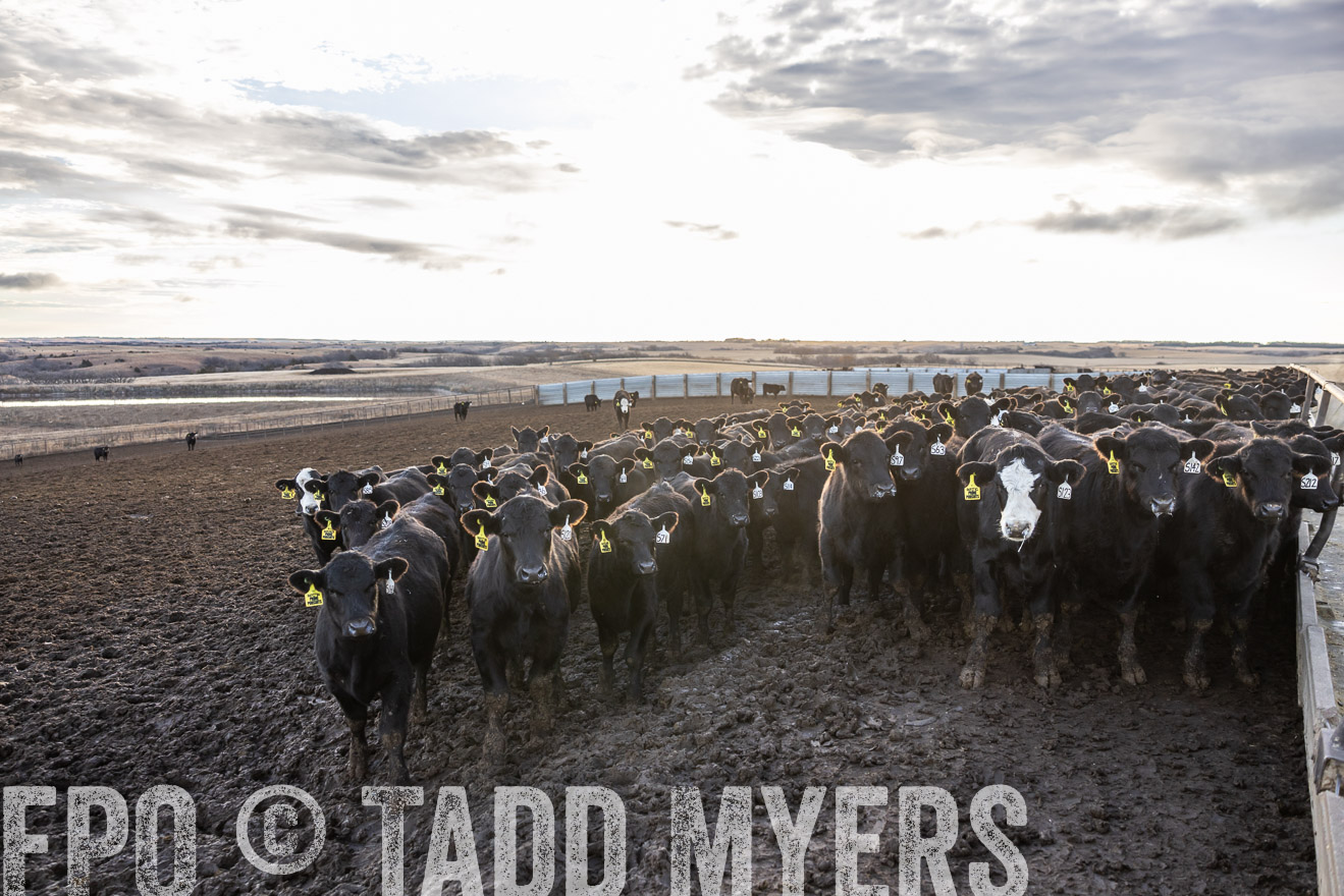 TMyers_PP_LazyJRanch_BurkeSD_Nov2024-513562