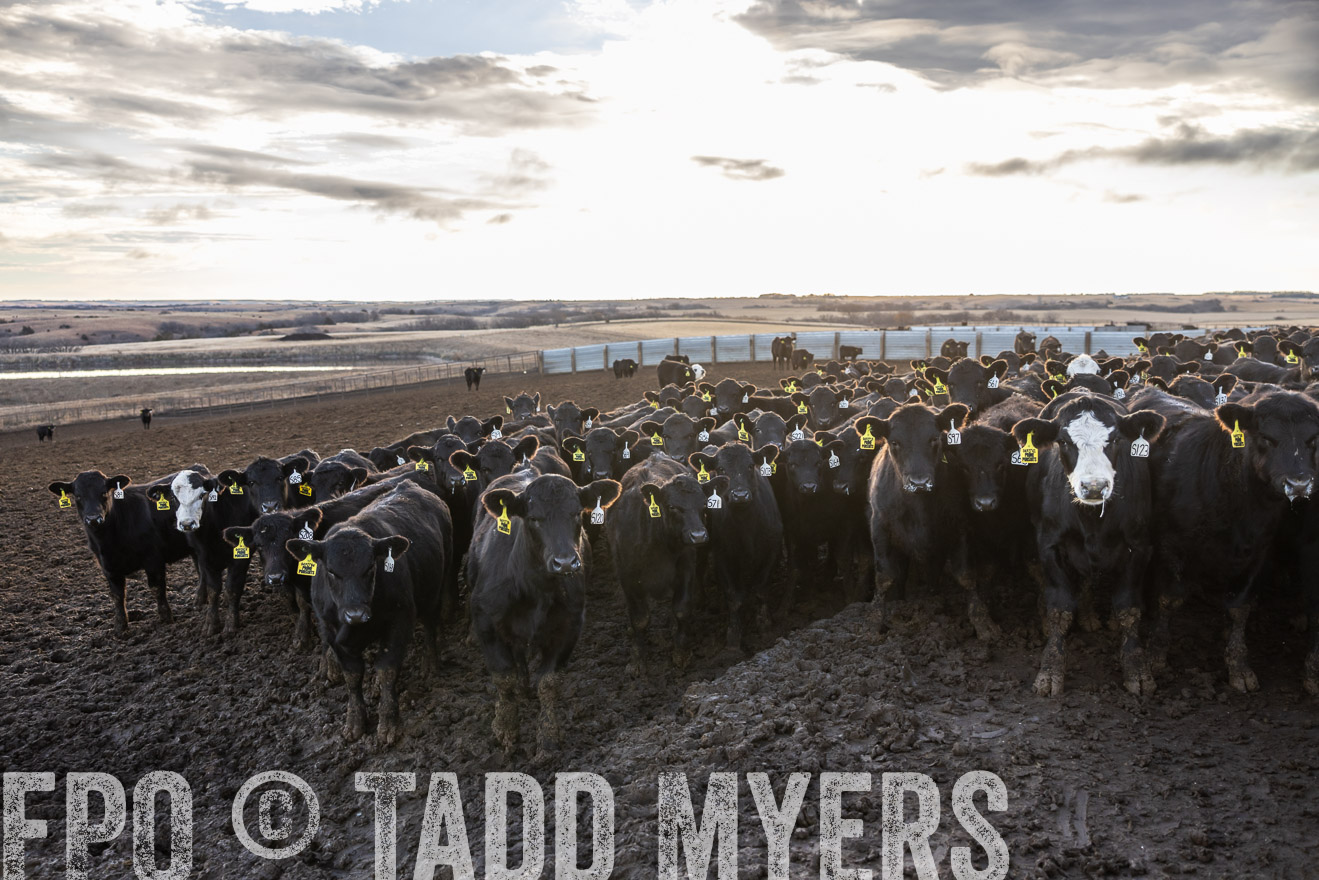 TMyers_PP_LazyJRanch_BurkeSD_Nov2024-513567
